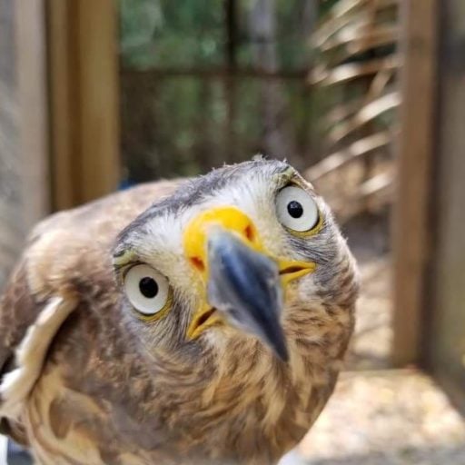 Focused image of a Falcon