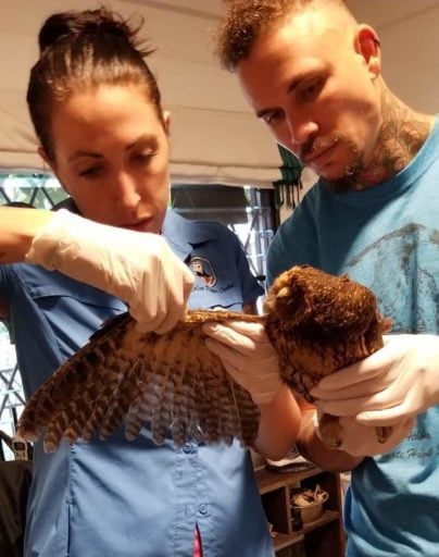 Barn owl's wing treated by veterinary