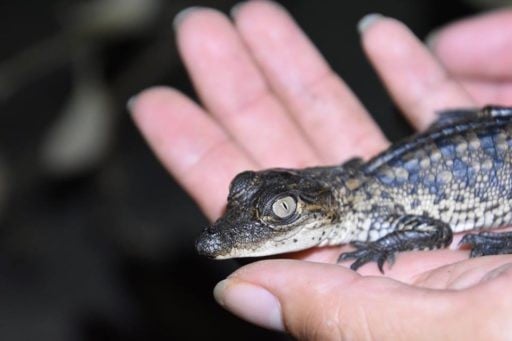 Baby crocodile resting on the hand of it keeper