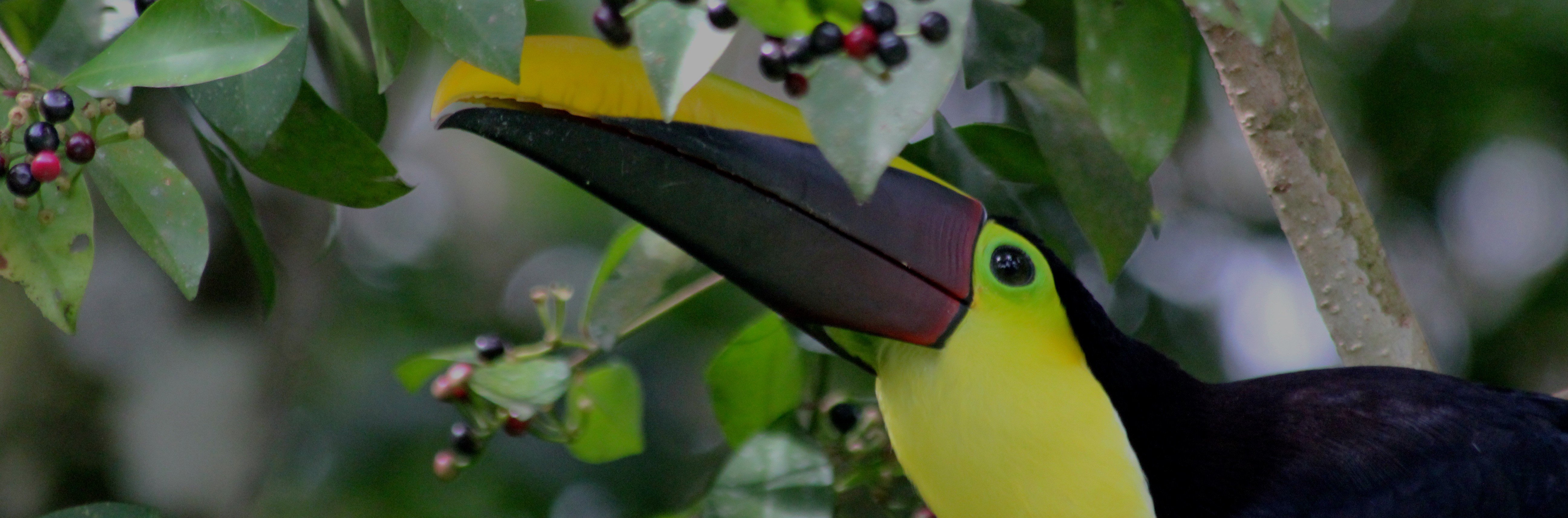 Close up shot of Toucan bird
