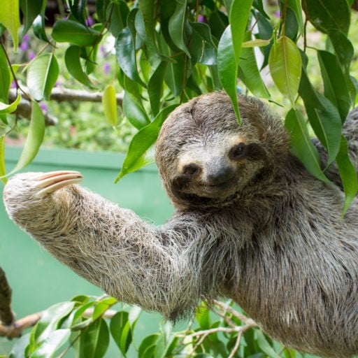 A happy and smiling sloth climbing on a tree