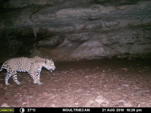 Jaguar captured by a camera