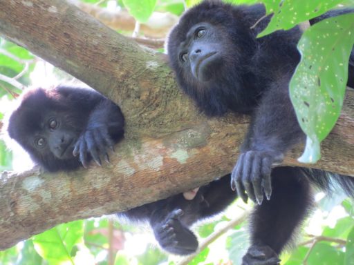 Howler Monkeys hanging on trees