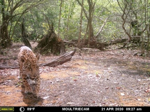 Jaguar captured by a camera