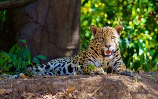 Lying Jaguar beautiful and big