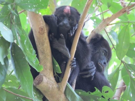 Howler monkeys spotted on trees