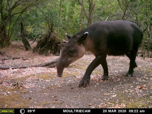Baird's tapir captured by a camera