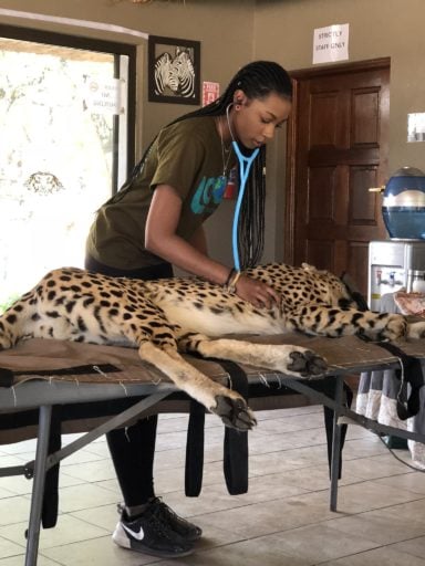 Vet student checking on Leopard