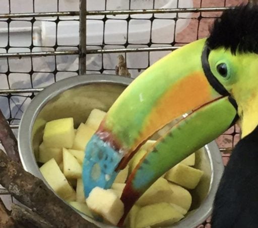 Toco toucan eating his food using his artificially extended beck.
