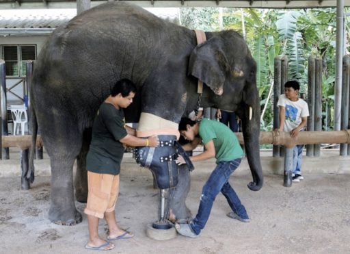 Technicians fitting prostheses to Elephant limb
