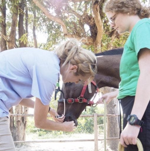 Veterinary doctor and staff check on the horse