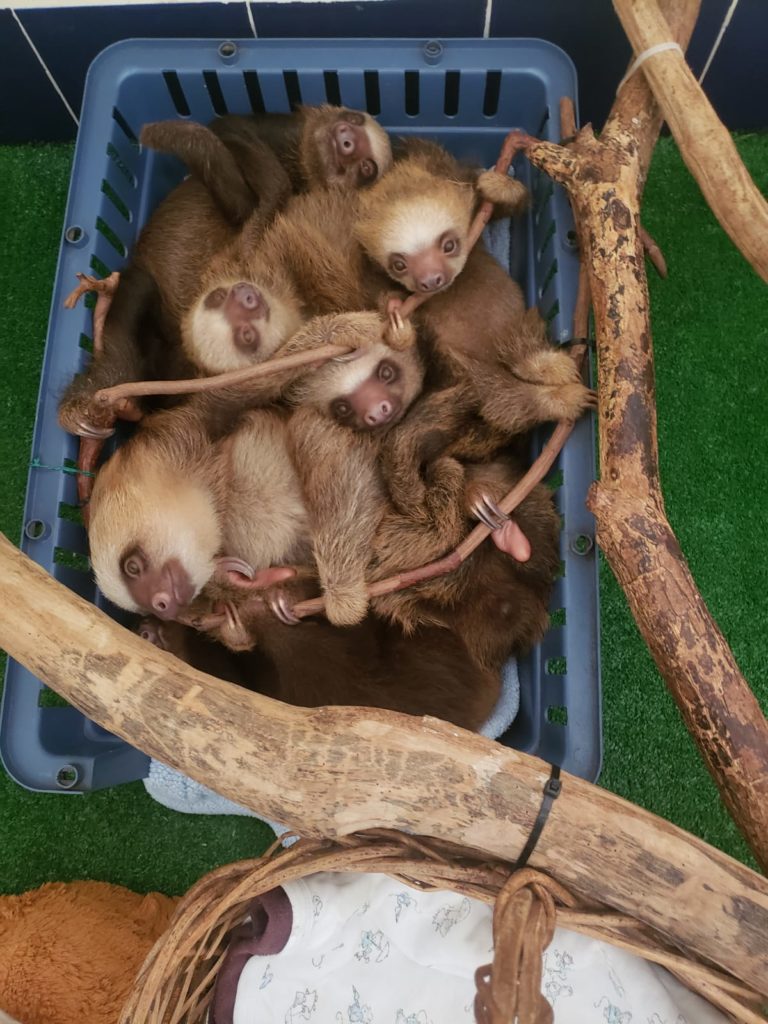 Baby sloths clinging on a twigs inside a blue basket