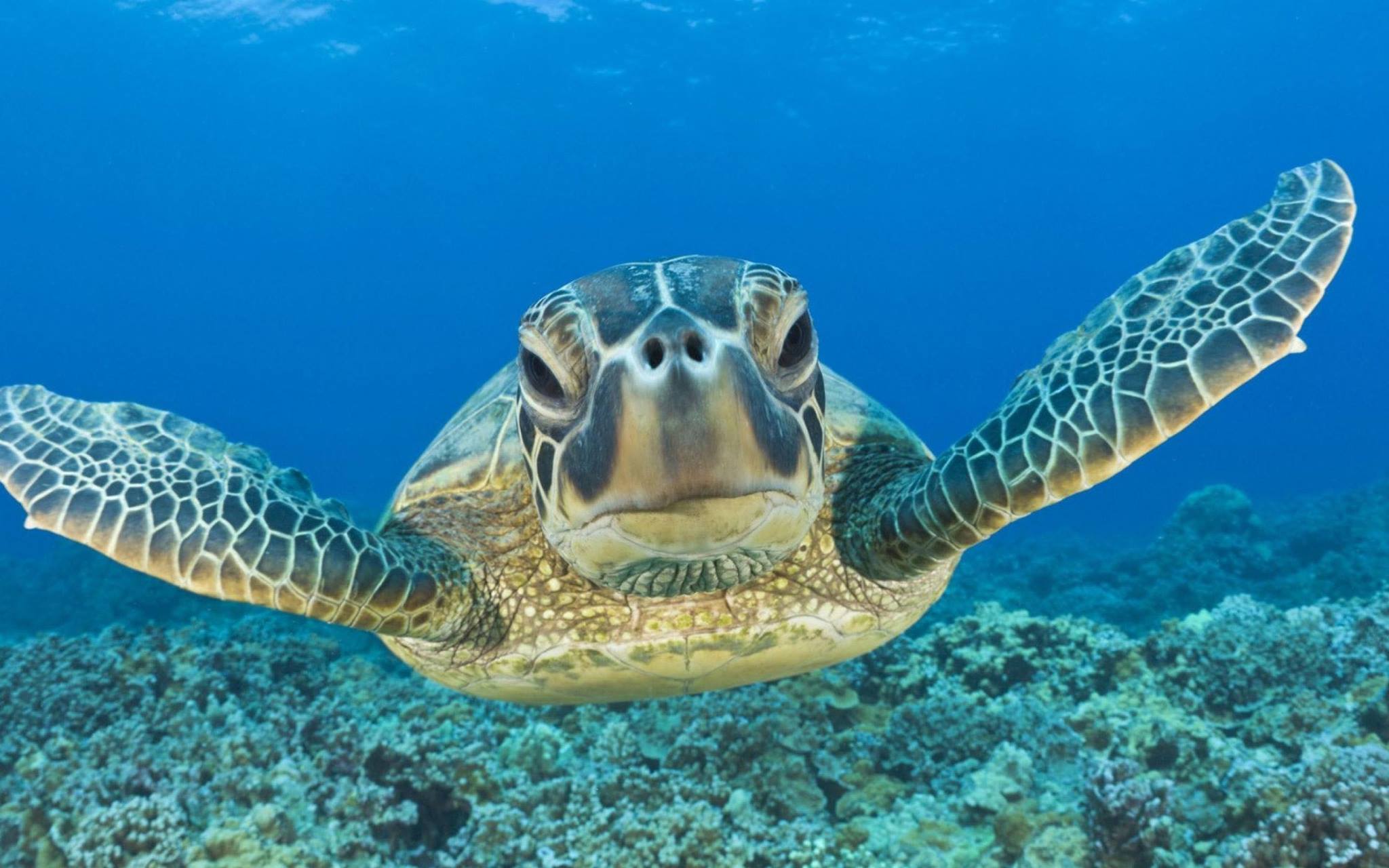 How a Texas A&M scientist's video of a sea turtle soured Americans