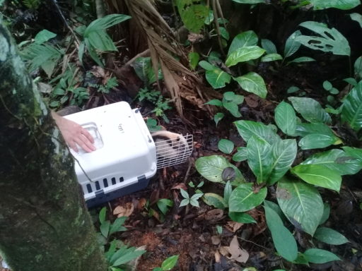 Releasing a tamandua in the forest