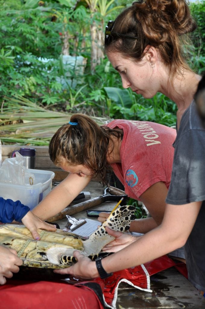 Loop Abroad pre vet student checking sea turtle