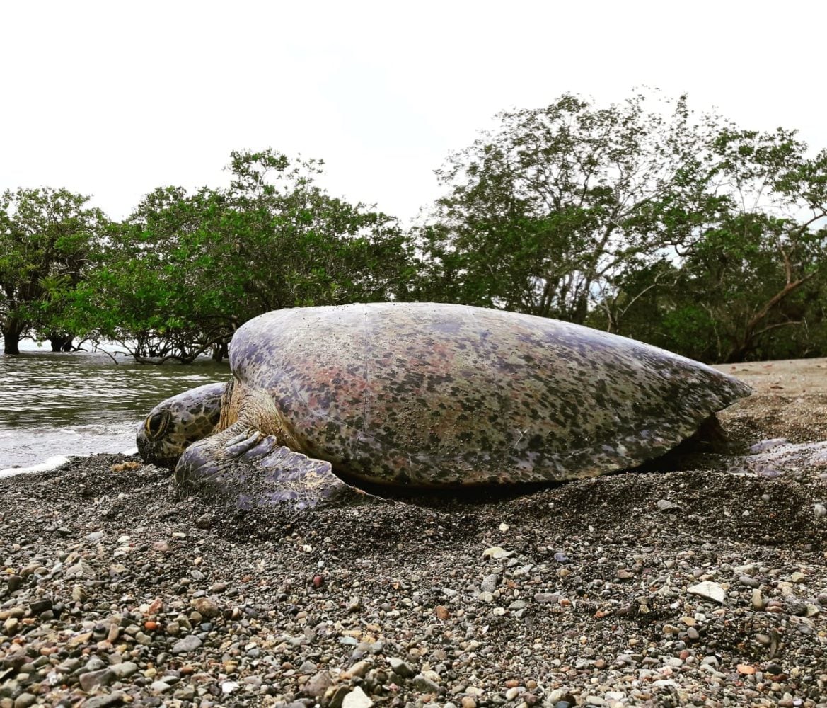 The Tortoise Raning Pria's Costa Rica Sea Turtle Conservation and Research - Loop Abroad