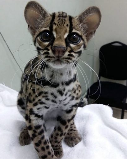 The ocelot (Leopardus pardalis) is a medium-sized spotted wild cat