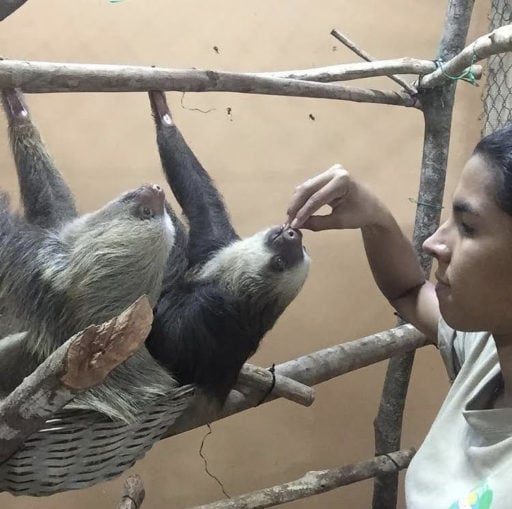 Loop Abroad student feeding a sloth