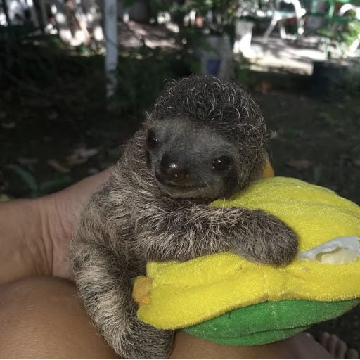 Smiling baby sloth holding her turtle stuff toy