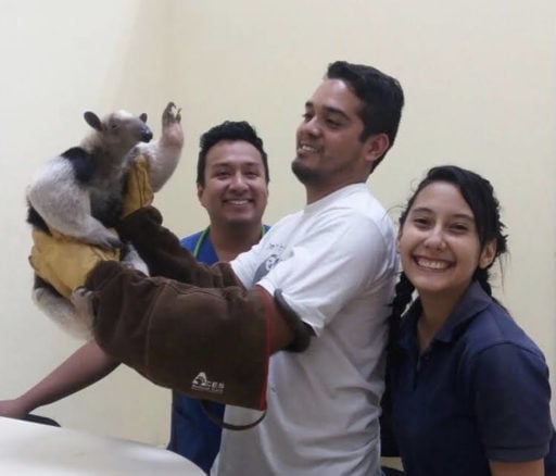 Dr. Julio Reyes with his veterinary staff holding a Anteater