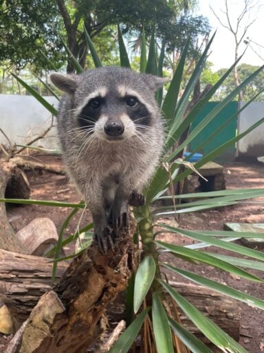 How to create an online course: a step by step guide - Raccoon