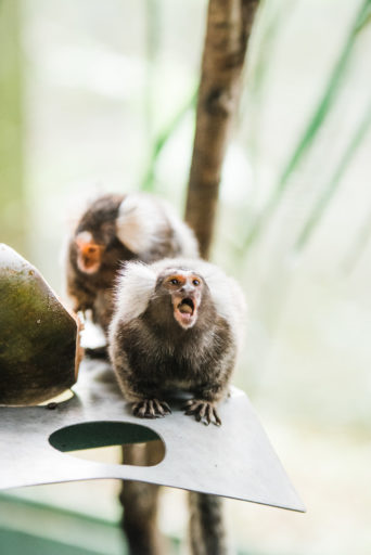 Screeching marmoset monkey