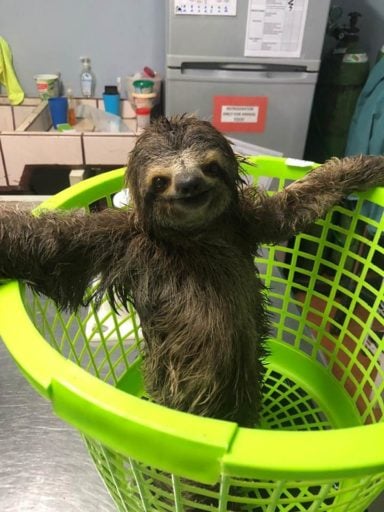 Smiling sloth put inside a green basket