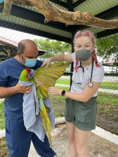 Macaw Parrot wings on his check up with the vet.