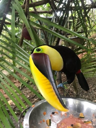 Giant Toucan eating her meal