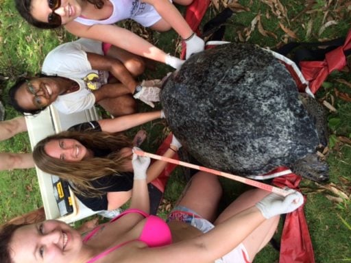 Happy students measuring the sea turtle