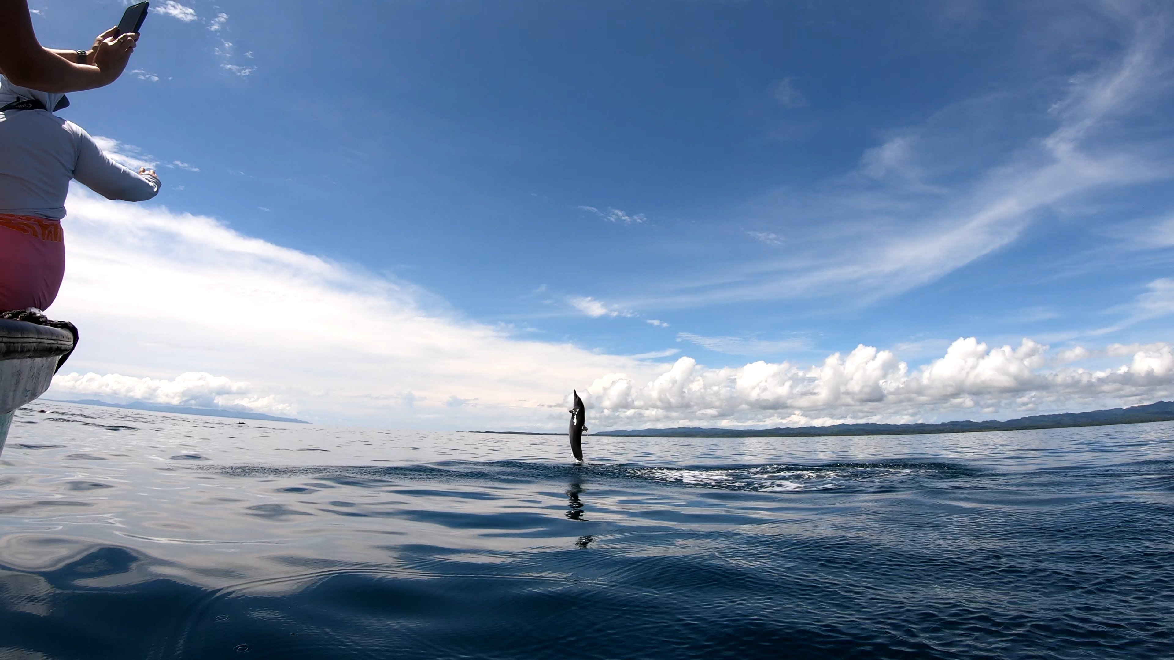 Dolphin jump above the water