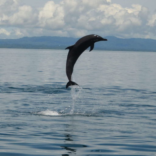 Bottlenose Dolphin leaping on water