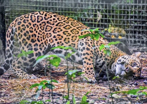 Jaguar scratching his body to the ground.