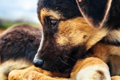 Cropped shot of rescued dogs.