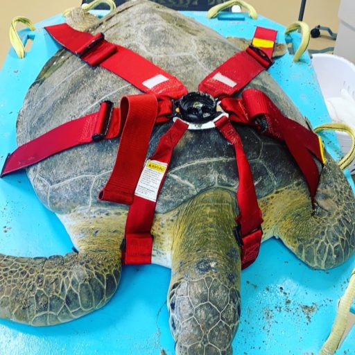 Capture sea turtle