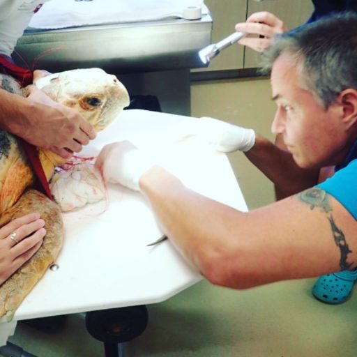 Vet checking on the sea turtle