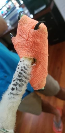 Claw on cast