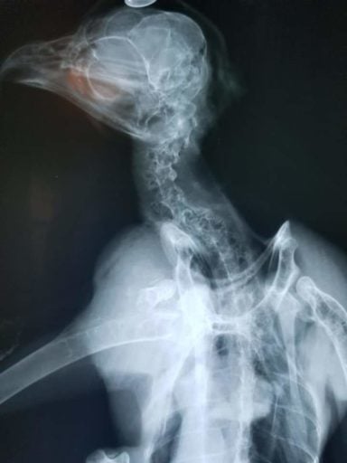 X-ray result of bird