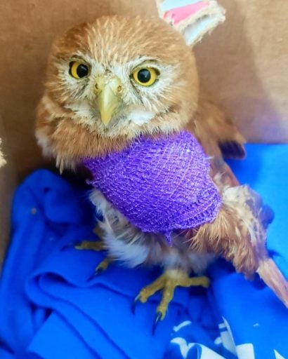 Owl with a casted wings