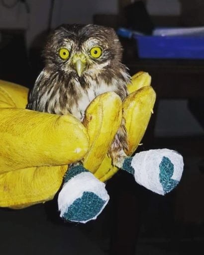 Eurasian pygmy owl leg with a bandage