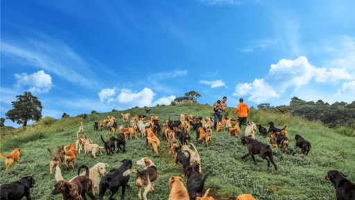 More stray dogs at Territorio de Zaguetes