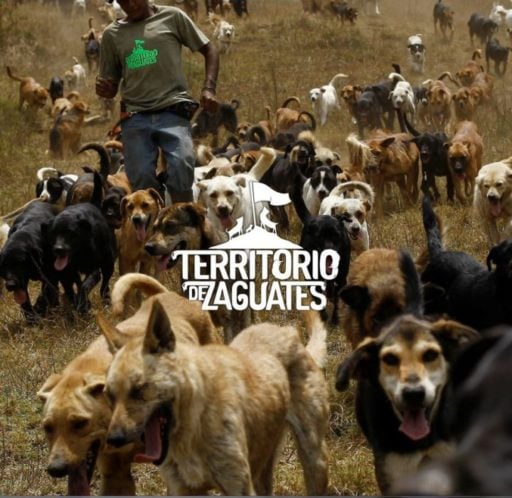 Stray dogs at Territorio de Zaguates.