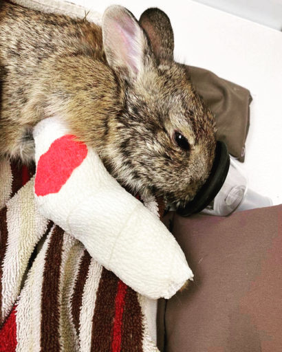 Sick rabbit with legs casted with bandage and oxygen nozzle on his nose.