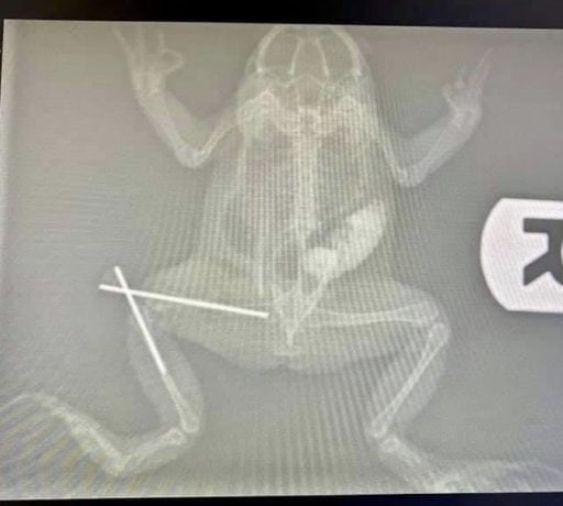 X-ray showing a fractured leg of a frog 