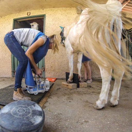 Vet checking the horse foot