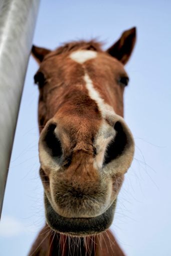 Closed up of the horse nose