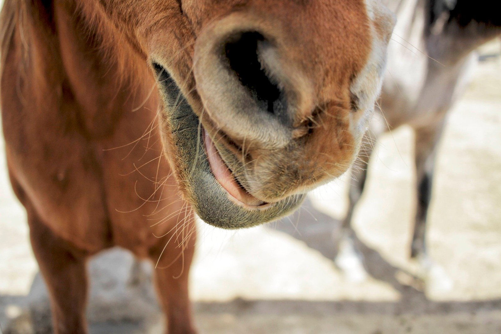 Focus shot of a horse nose