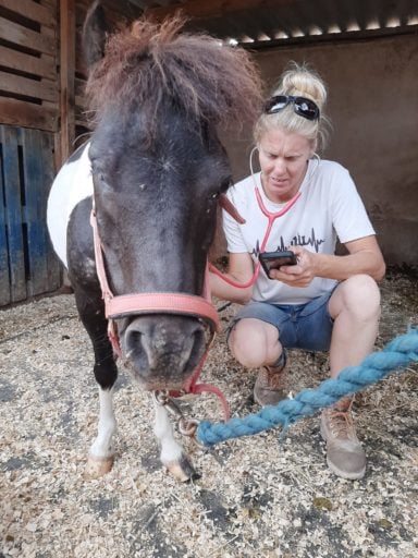 Vet woman checking on the horse heartbeat