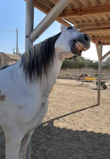 White horse grinning