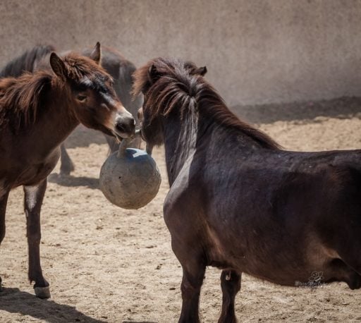 Two brown horse playing with stone ball